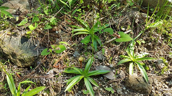 2018년 수원시가 국립생물자원관과 수원 칠보산에 옮겨심은 멸종위기 식물 ‘칠보치마’의 꽃 핀 모습.ⓒ경기타임스
