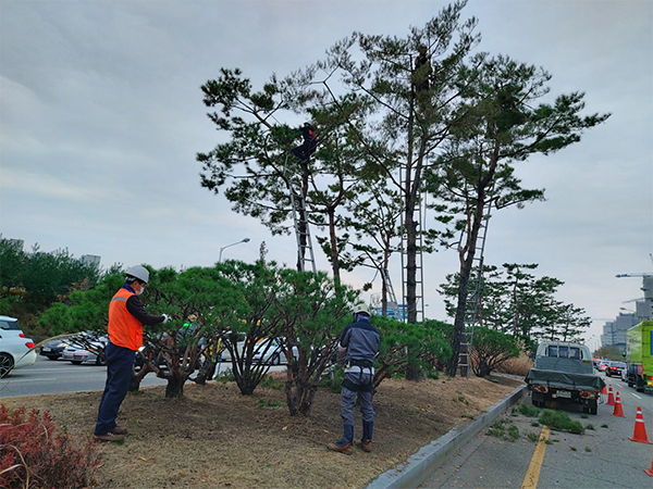 수원시 권선구, 주요도로변 소나무 전지 작업 실시ⓒ경기타임스