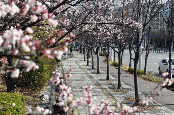 사진) 수원시 권선2동 공동주택단지 주변에 조성된 자전거도로에 봄을 알리는 꽃이 피었다.ⓒ경기타임스