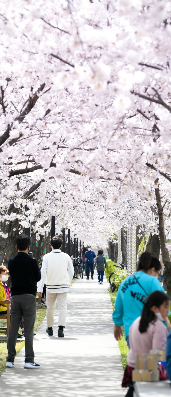 [경기타임스] 오산시는 오산천에 완연한 봄 날씨를 보이는 2일 오산천에 흐드러지게 핀 벚꽃이 만개했다.ⓒ경기타임스