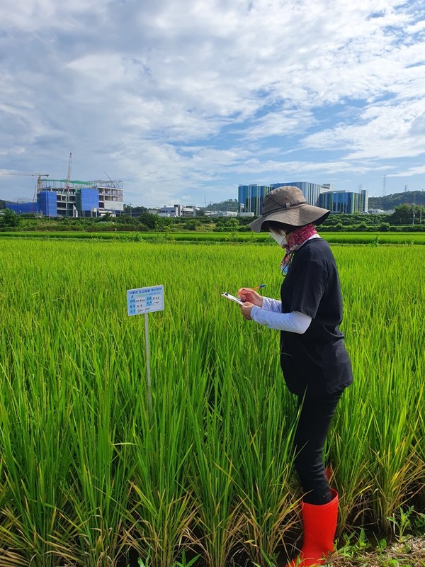 사진) 시 관계자가 백옥쌀 재배지에서 포장심사를 하고 있는 모습ⓒ경기타임스