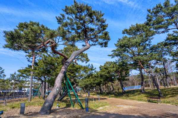 사진) 겨울철에도 소나무가 녹음을 자랑해 계절을 잊게 하는 노송공원.ⓒ경기타임스