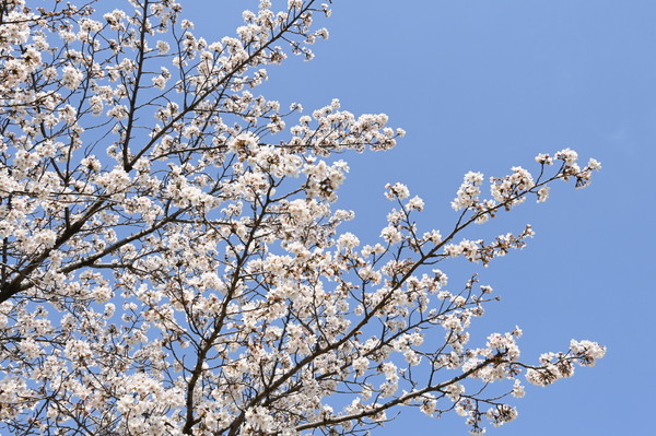 사진) 완연한 봄을 알리는 벚꽃이 만개한 모습.ⓒ경기타임스