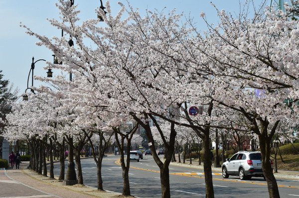 사진) 벚꽃이 핀 수원월드컵경기장 뒷길 풍경.ⓒ경기타임스