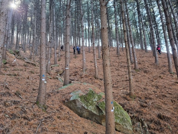 사진)용인특례시 관계자가 소나무 숲에서 예방나무주사 작업을 하고 있다ⓒ경기타임스