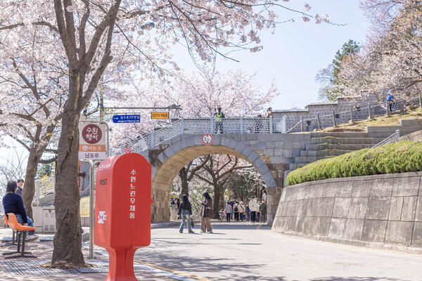 다수의 드라마가 촬영된 수원시 팔달산 회주도로의 봄.ⓒ경기타임스
