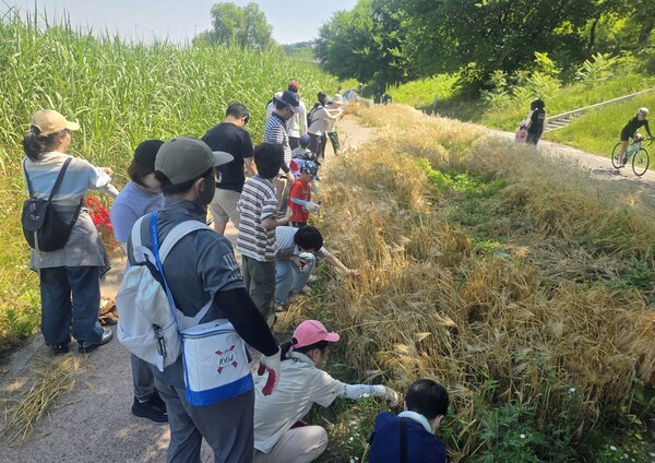 13일 오전 안양천생태이야기관 보리수확 행사에 참여한 참가자들이 보리를 베고 있다.ⓒ경기타임스