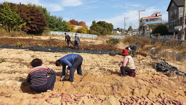 사진) 지동 마을만들기협의회·지동 주민자치위원회·지동 통장협의회 관계자들이 10월 29일 지동마을 공유텃밭에서 고구마를 수확하고 있다. ⓒ경기타임스